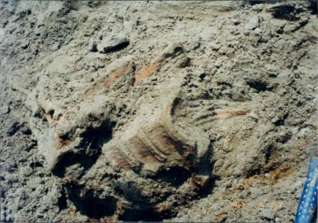 Mastodont Bones Exposed